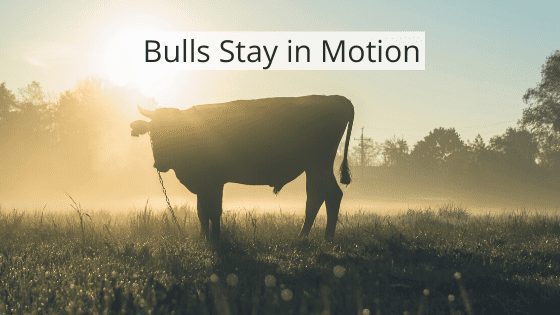 Bulls Stay in Motion